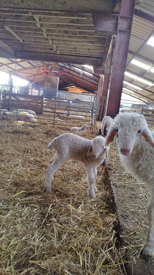Agneau et brebis à la bergerie