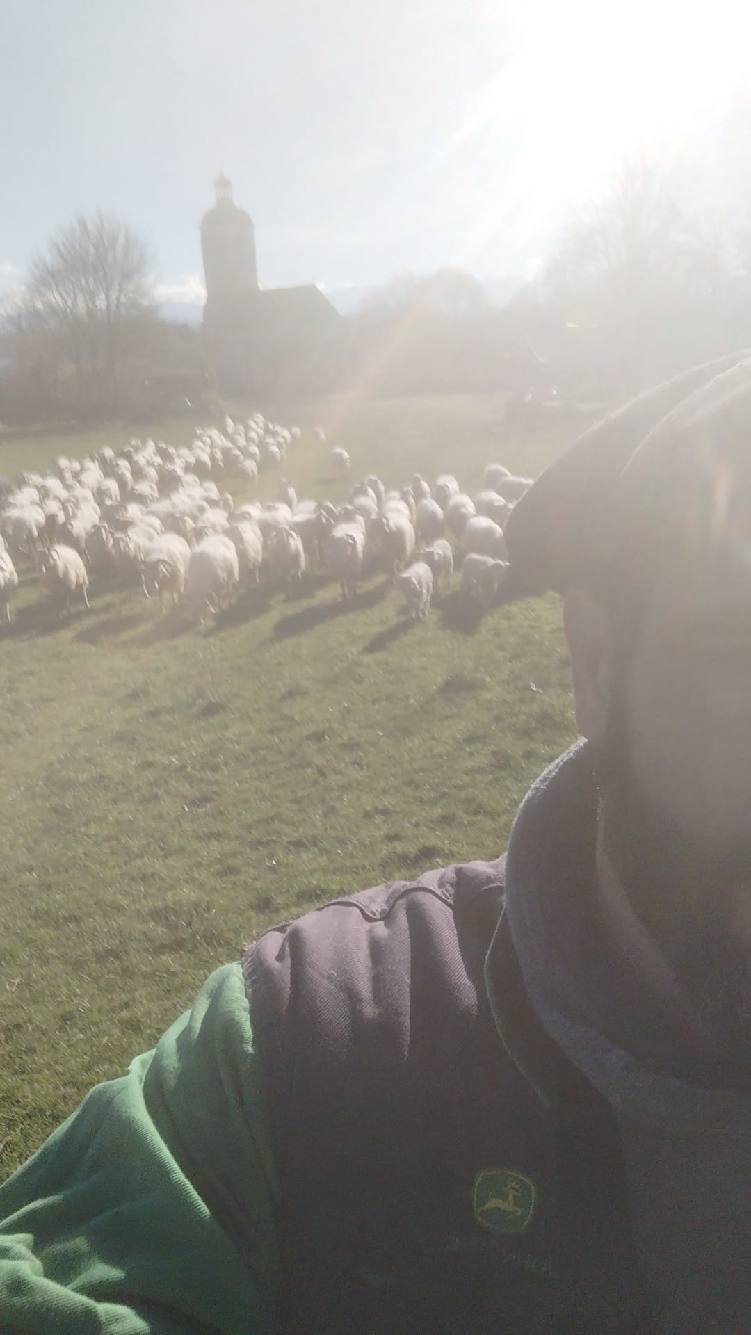 Berger avec son troupeau de brebis