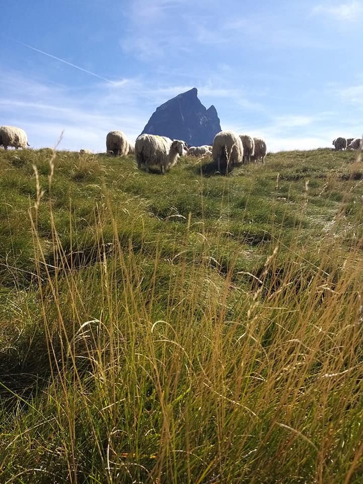 Brebis en estive avec le Pic du Midi d'Ossau