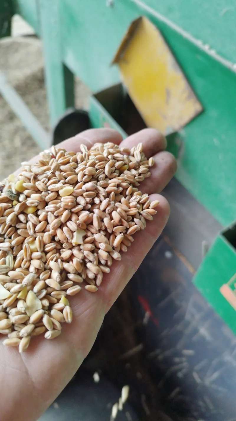 Céréales biologiques cultivées sur l'exploitation Maison Penen