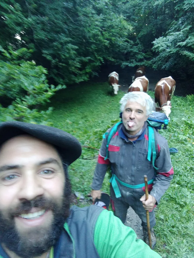 Jean-François et Frédéric Penen en transhumance avec les vaches