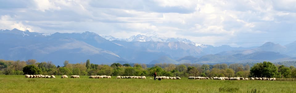 Troupeau de brebis devant les Pyrénées