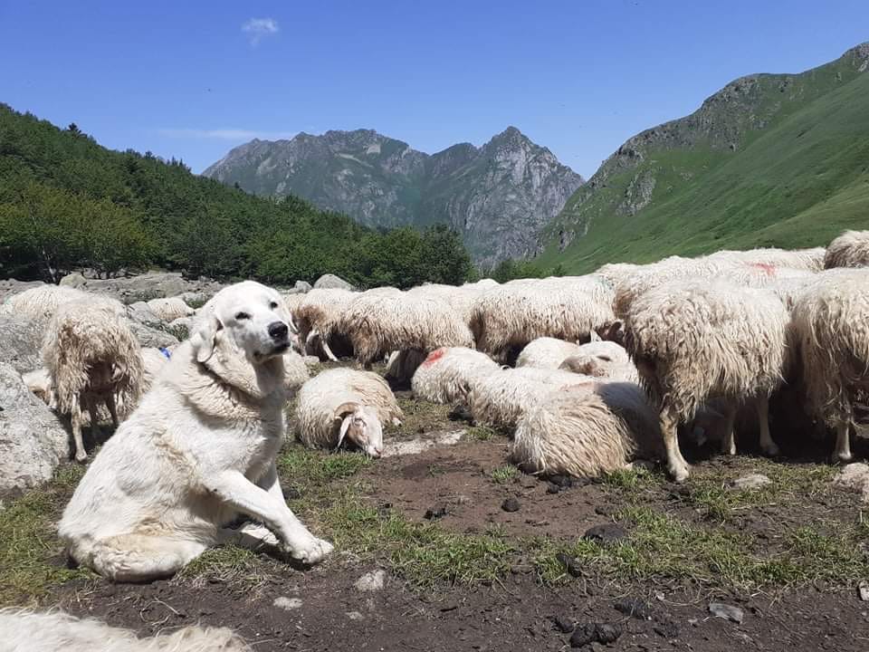 Patou gardant les brebis en montagne