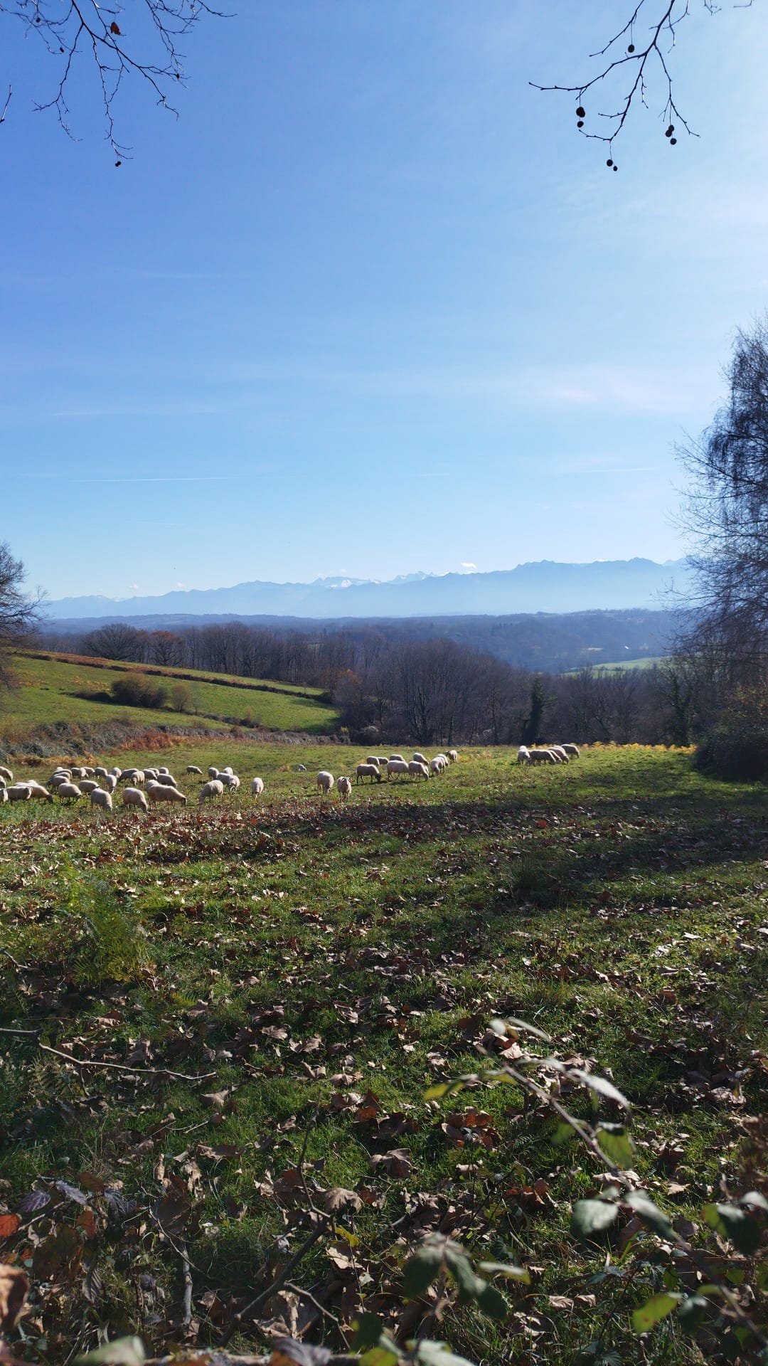 Pâturages avec vue sur les Pyrénées