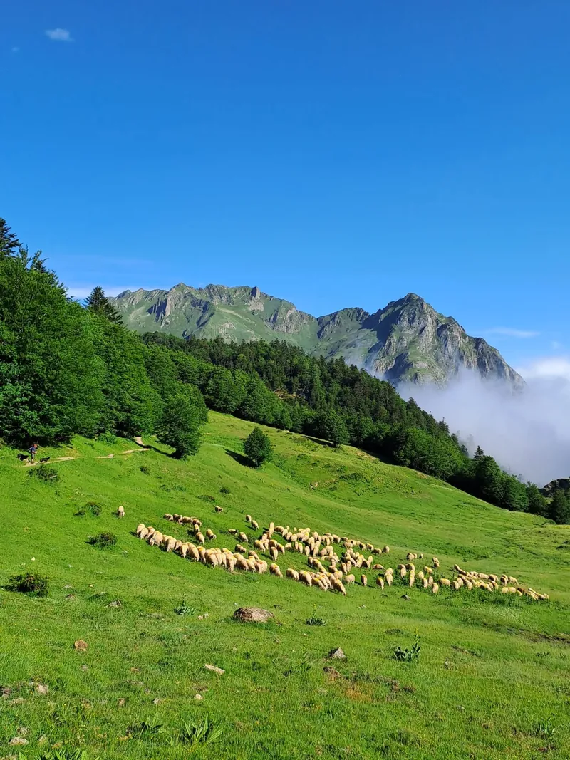Brebis en pâturage d'altitude dans les Pyrénées