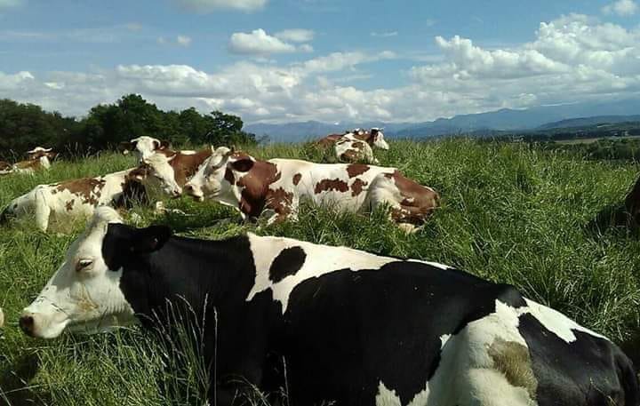 Vaches dans la prairie